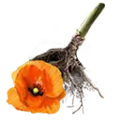 Thumbnail for version as of 13:49, 13 May 2025