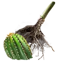 File:TUI Icon Consumable RootingBall SaguroCactus.webp