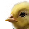 File:TUI Icon Livestock Baby Chicken.webp