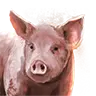 File:TUI Icon pig PH.webp