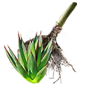 File:TUI Icon Consumable RootingBall Agave.webp
