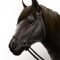 Thumbnail for version as of 02:24, 18 November 2024