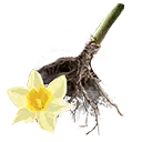 File:TUI Icon Consumable RootingBall Daffodil.webp