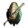 Oryn-Umbr