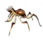 File:Cave Spider.webp